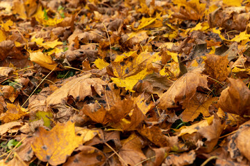 Orange maple foliage on the ground during leaf fall