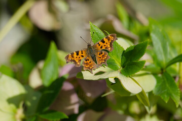 Comma butterfly (Polygonia c-album) sitting on a green leaf in Zurich, Switzerland