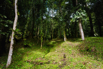 Obraz premium Nature detail in Palenque Mexico