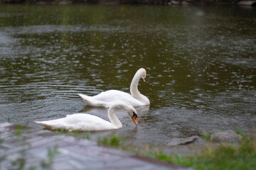 Obraz premium A white swan swims in a lake or pond when it rains, the water in the pond blooms.