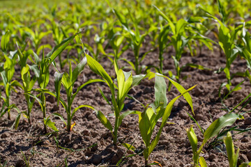 small green corn sprouts in the summer