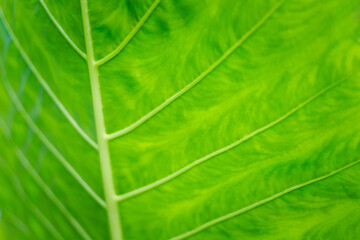 Nature detail in Palenque Mexico