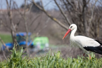 European White stork Ciconia Ciconia in the field tractor on the background
