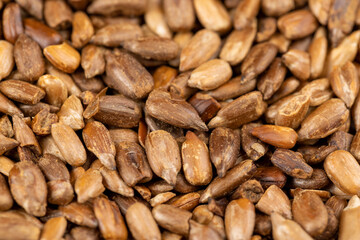 heavily fried sunflower seeds close up