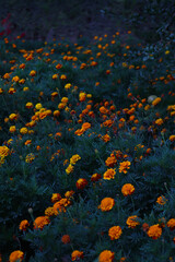 Fototapeta na wymiar Garden of Yellow-Orange Flowers with Dark Blue-ish Emotion Mood Vibes 