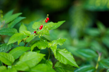 Nature detail in Palenque Mexico