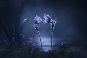 Anemone flowers (Pulsatilla patens) in spring outdoors in nature macro, soft focus. Atmospheric...