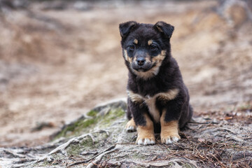 A small black puppy is sitting and looking at the camera. A curious little black puppy sits in a forest area. Homeless dog. Lovely pets.