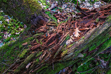 souche d'arbre sur le sol en forêt