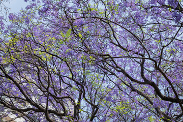 Background of several branches of a Jacaranda tree with the blue sky in the background, and the purple color of the flowers