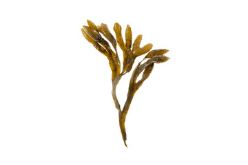 Bladder wrack, fucus vesiculosus, black tang, rockweed, sea grapes, bladder fucus, sea oak, cut weed, dyers fucus, red fucus 
or rock wrack brown seaweed isolated transparent png
 - obrazy, fototapety, plakaty