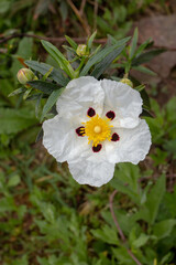 Cistus ladanifer or labdanum white spotted flower