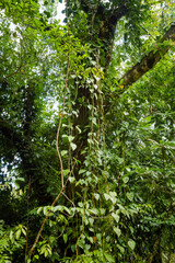 Agua Azul park in Palenque Mexico