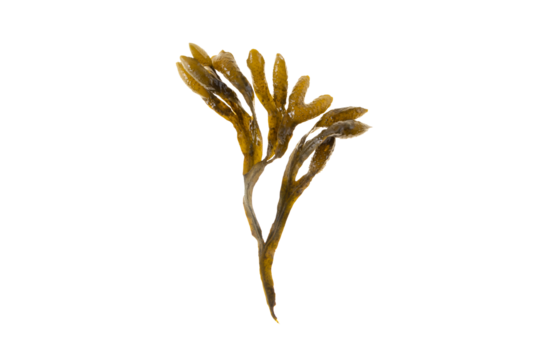Bladder wrack, fucus vesiculosus, black tang, rockweed, sea grapes, bladder fucus, sea oak, cut weed, dyers fucus, red fucus 
or rock wrack brown seaweed isolated transparent png
