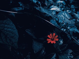 Flower dark moody background preset