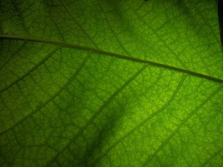 Fototapeta na wymiar green leaf veins high-resolution macro shot