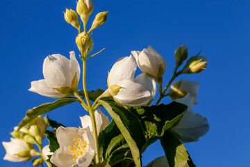 White fragrant jasmine flowers in the spring season