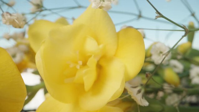 Yellow Freesia flowers in a bouquet with white Gypsophila flowers. Dolly slider extreme close-up.