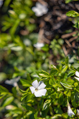 lily of the valley in the forest spring