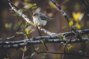 sparrow on a branch