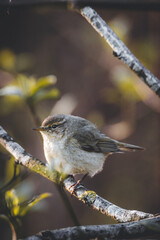 a bird on a branch sparrow