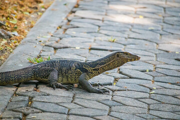 The Water monitor, (Varanus salvator) the large species of monitor lizard