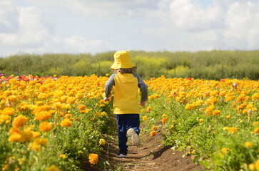 Fototapeta premium Ranunculus fields. Multicolored buttercup flower A little boy in a yellow panama hat and a yellow T-shirt runs through a flower field. Child view from the back. children flowers of life