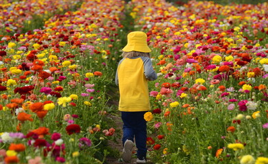 Ranunculus fields. Multicolored buttercup flower A little boy in a yellow panama hat and a yellow...