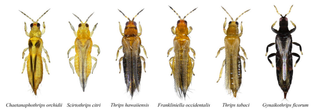 Thrips are minute, slender insect pests of fruit trees. Chaetanaphothrips orchidii, Gynaikothrips ficorum, Scirtothrips citri, Thrips tabaci, Thrips hawaiiensis, Frankliniella occidentalis
