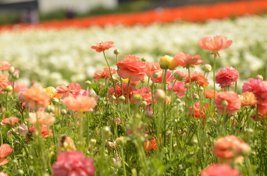 Asian ranunculus fields. Red, Orange, yellow, colorful