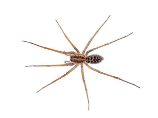 European giant house spider Eratigena (formerly Tegenaria) atrica, isolated on white background