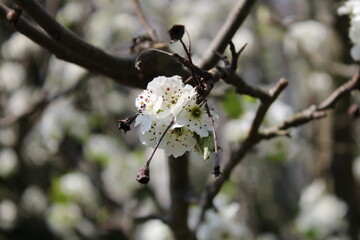 tree blossom