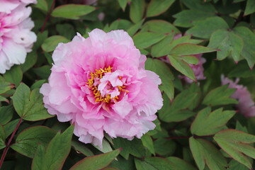 Peonia Suffruticosa in the garden. Shot of a peony in bloom works perfectly with the green background. Spring background. Blooming, spring, flora. Flowers photo concept.Greeting cards.