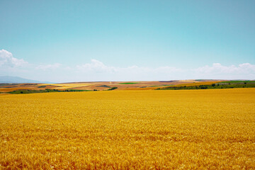 青空の下に広がる小麦畑