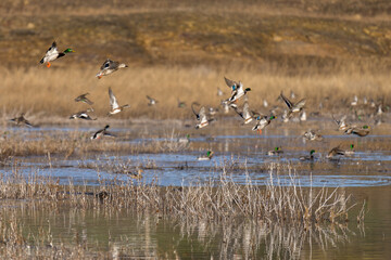 Fototapeta premium Mallard ducks flying in flight