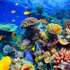 Naklejka na ściany i meble Magnificent underwater world in tropical ocean.