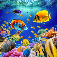 Abwaschbare Fototapete Dunkelblau Magnificent underwater world in tropical ocean.