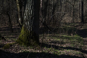 tree in the woods