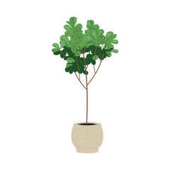 Illustration of Ficus Lyrata plant in pot on white