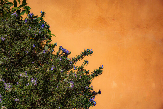 Lavender flowers on terracotta wall	
