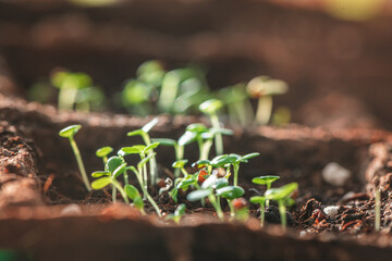 A small green sprouts in a peat pot against the background of the earth, planting plants in the spring in open ground. Eco care concept, germinating seeds in peat pots.