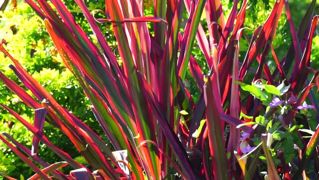 Phormium Guardsman (Also called New Zealand Flax, Hemp, Flax Lily) plant. It can grow to at least 6 feet tall. The leaf-fans are narrow, the leaves quite straight and rigid