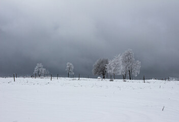 Fototapeta premium snow coveres trees in a winter landscape in front of an dramatic cloudy winter sky