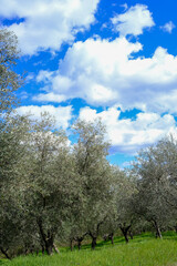 olive grove on the background of the blue sky with clouds