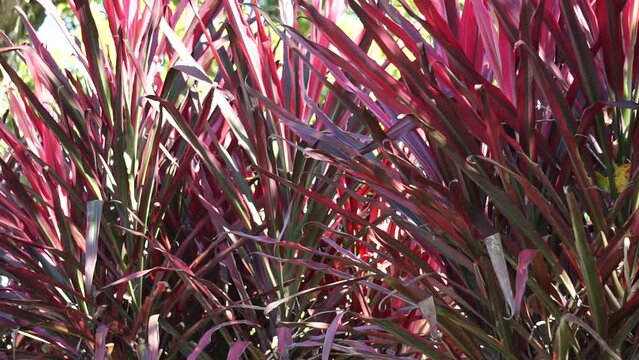 Phormium Guardsman (Also called New Zealand Flax, Hemp, Flax Lily) plant. It can grow to at least 6 feet tall. The leaf-fans are narrow, the leaves quite straight and rigid