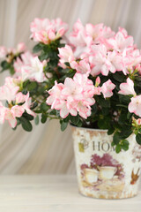 abstract beige background with pink azalea blossom and copy space