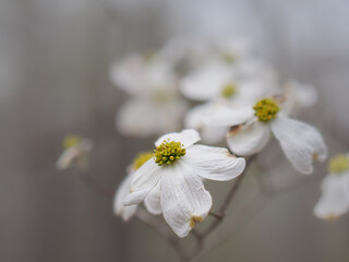 Obraz premium Dogwood flower