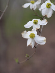 Fototapeta premium Dogwood flower