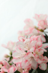 white background with pink azalea blossom and copy space