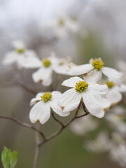 Dogwood flower